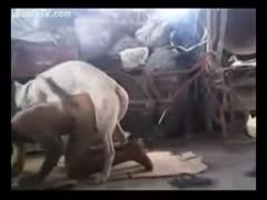 Playing with a dog entails a variety of stances.